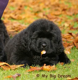 puppies Kulta & Wonder Of The Weeping Willow 2008 (click on the picture to see more pictures)