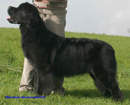 My Big Dream Esquire (Shadow) Kennel Beothuk (D) at 22 month