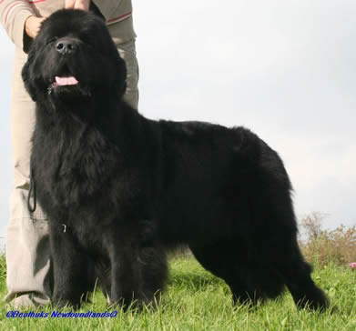 My Big Dream Esquire (Shadow) Kennel Beothuk (D) at 22 month