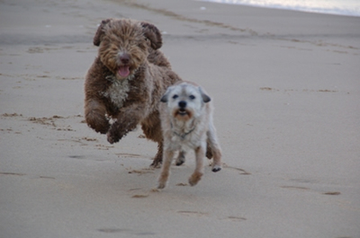 My Big Dream Eldundee en zijn vriend de border terrier