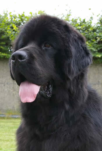 My Big Dream Guan (brother to Georgie and Gimmie) at 13 months