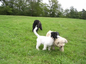 Fun in de ardennen