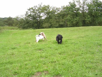 Fun in de Ardennen