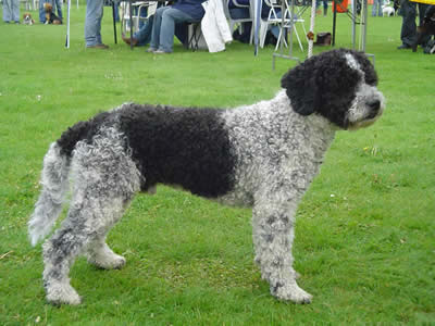 My Big Dream Elmacho (s. Van Stralen) He won Best in Show ( in a show for dogs with a fault) at 14 month