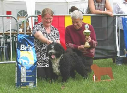 My Big Dream Flash Perro winning Best Junior at clubshow 2007