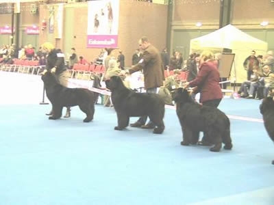 1e 2e 3e male openclass- Genk (Dylan, Cooper, Lenny)